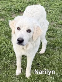 MARILYN - Photo 4