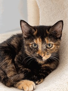 KITTEN CHINA
