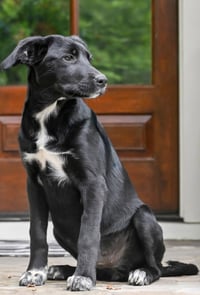 PUPPY MISTY - Photo 1