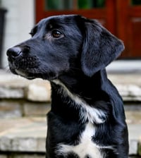 PUPPY MISTY - Photo 2