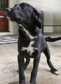 PUPPY MISTY - Photo 3