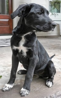 PUPPY MISTY - Photo 4