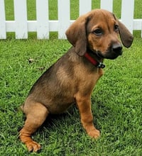 PUPPY GUNNER - Photo 4