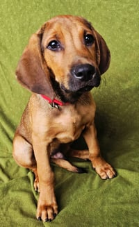 PUPPY GUNNER - Photo 3