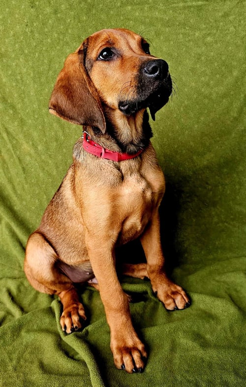 PUPPY GUNNER