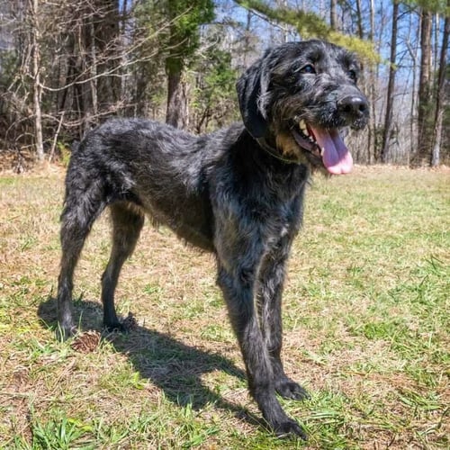 EBONY - Poodle (Standard) / Hound available for adoption