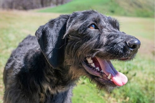 EBONY - Poodle (Standard) / Hound available for adoption