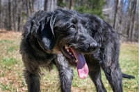 EBONY - Photo 4
