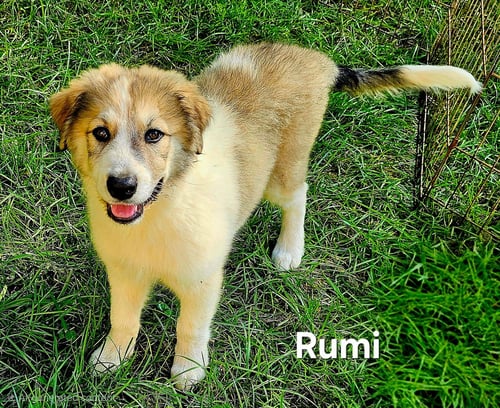 PUPPY RUMI