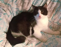 KITTEN JACK - Photo 1