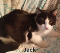 KITTEN JACK - Photo 2