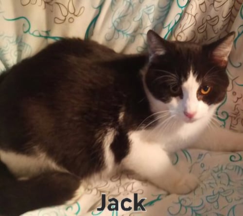 KITTEN JACK - Domestic Short Hair available for adoption