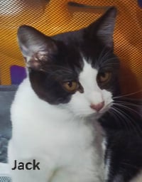 KITTEN JACK - Photo 3