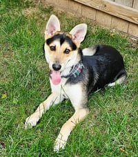 PUPPY BAMBINO - Photo 4