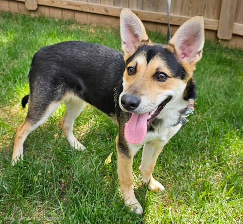 PUPPY BAMBINO - German Shepherd Dog / Husky available for adoption