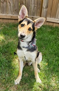 PUPPY BAMBINO - Photo 3