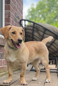 PUPPY MCCOY - Photo 1