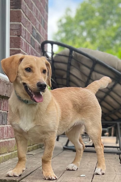 PUPPY MCCOY - Golden Retriever / Beagle available for adoption