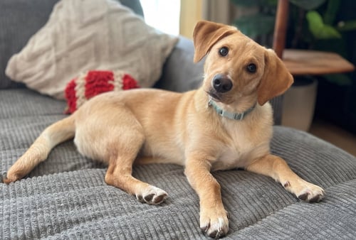 PUPPY MCCOY - Golden Retriever / Beagle available for adoption