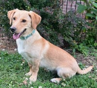 PUPPY MCCOY - Photo 3