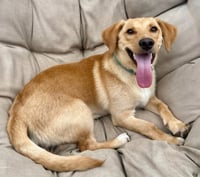 PUPPY MCCOY - Photo 4