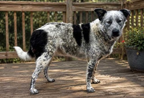 BONES - Great Pyrenees / Australian Cattle Dog/Blue Heeler available for adoption