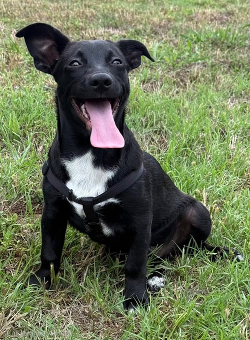 LUKE - Jack Russell Terrier available for adoption