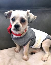 SHIH TZU ACE - Photo 1