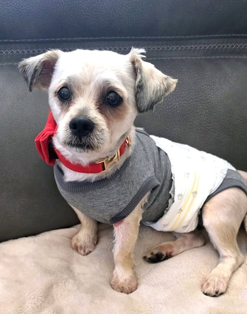 SHIH TZU ACE - Shih Tzu available for adoption