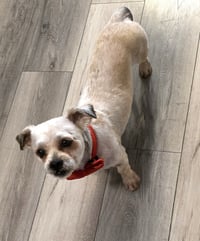 SHIH TZU ACE - Photo 3