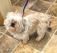 SHIH TZU ACE - Photo 4