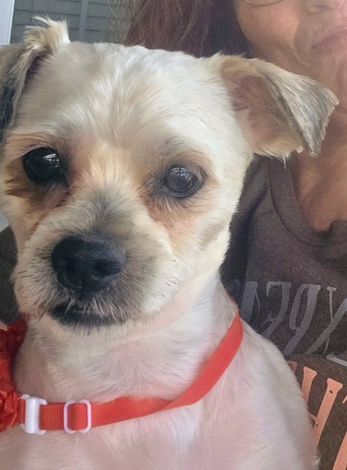 SHIH TZU ACE - Shih Tzu available for adoption