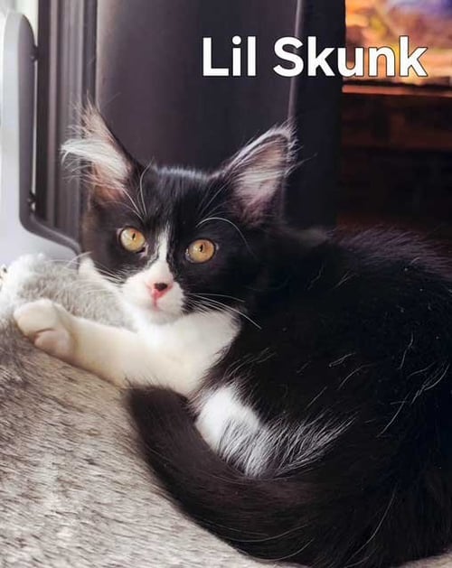 KITTEN BABY SKUNK