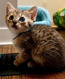 KITTEN SLINKY - Tabby available for adoption