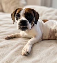 DAISY BELLE - Photo 3