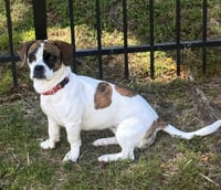 DAISY BELLE - Photo 4