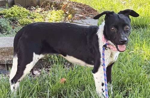 VIOLET - Rat Terrier available for adoption