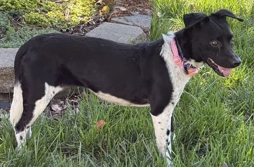 VIOLET - Rat Terrier available for adoption