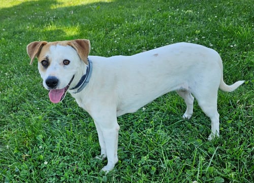 MIKA - Australian Shepherd / Hound available for adoption