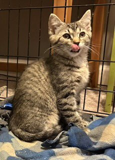 KITTEN STEVE Image