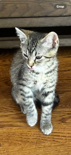 KITTEN STEVE - Domestic Short Hair available for adoption