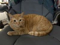 MILO - Photo 1