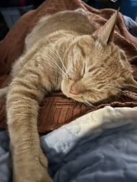 MILO - Photo 2