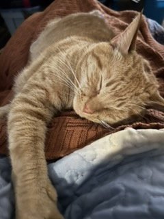 MILO - Tabby available for adoption