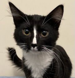 KITTEN FLETCHER - Domestic Short Hair available for adoption