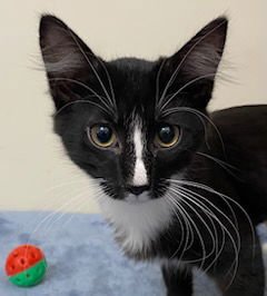 KITTEN FLETCHER - Domestic Short Hair available for adoption
