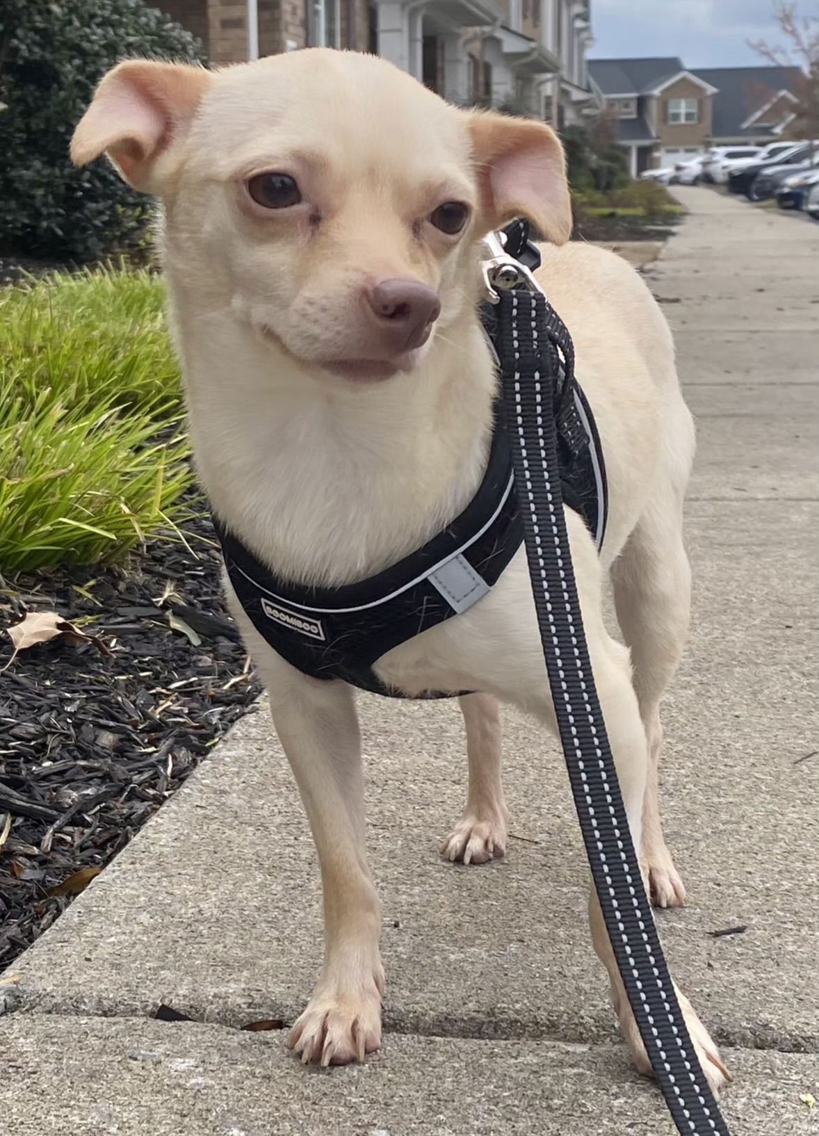 TUBBY - Chihuahua available for adoption