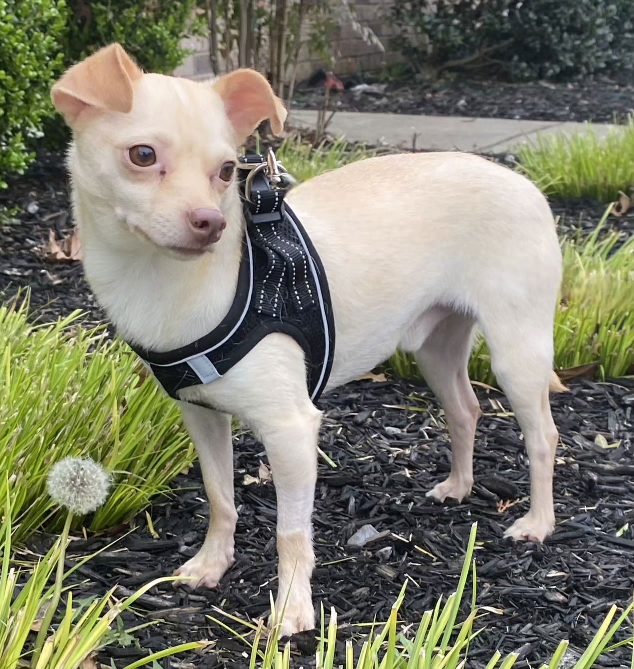 TUBBY - Chihuahua available for adoption