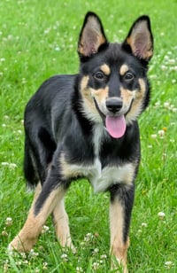 PUPPY CHEROKEE - Photo 1