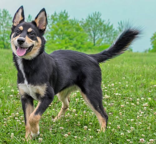 PUPPY CHEROKEE - Husky available for adoption